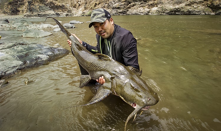 Goonch Catfish